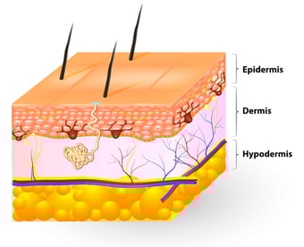 Skin-layer.jpg